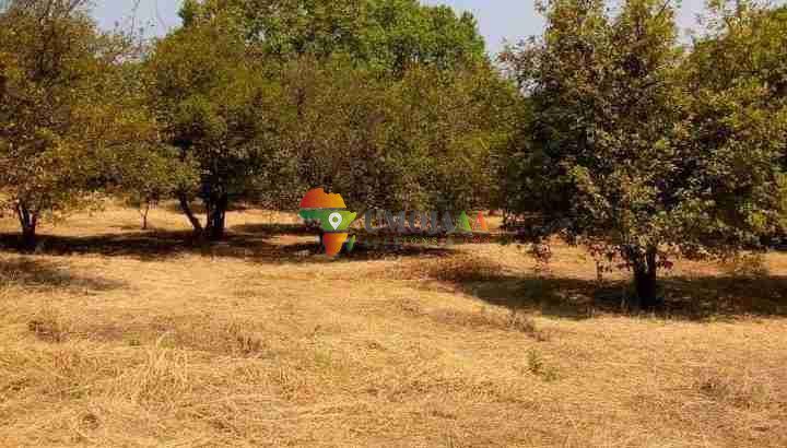 10 Ha Farm is just Perfect for leasing in Lusaka