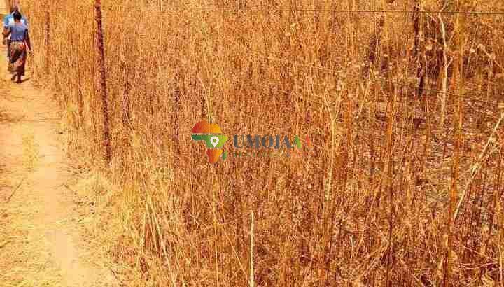 10 Ha Farm is just Perfect for leasing in Lusaka
