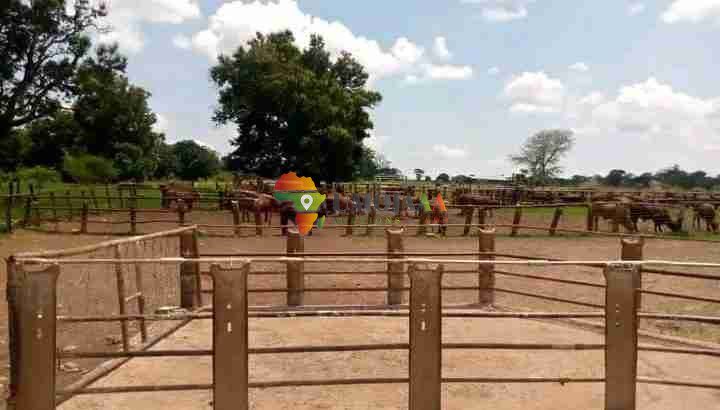 18,031 HECTARES FARM FOR SALE IN MAZABUKA, ZAMBIA