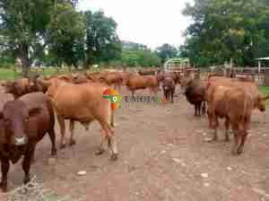 18,031 HECTARES FARM FOR SALE IN MAZABUKA, ZAMBIA