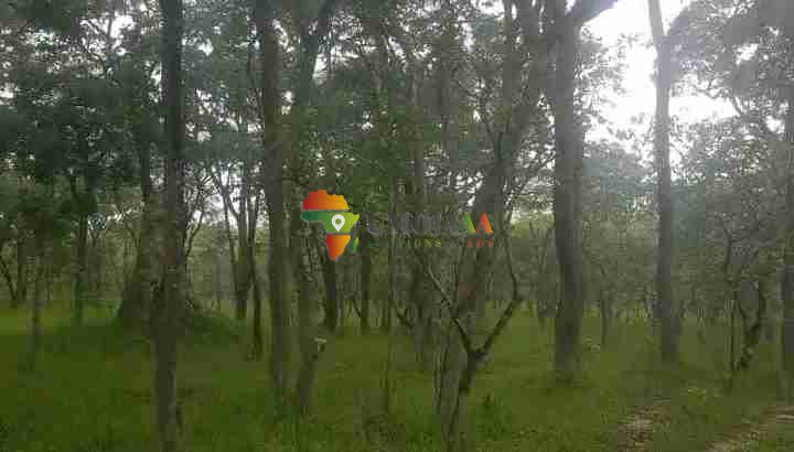 SHAMBA LENYE HATI MILIKI LINAUZWA PALE NDOLA/MASAITI