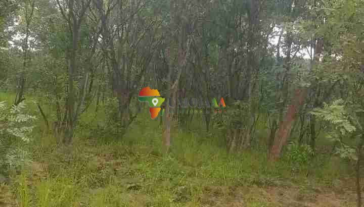 SHAMBA LENYE HATI MILIKI LINAUZWA PALE NDOLA/MASAITI