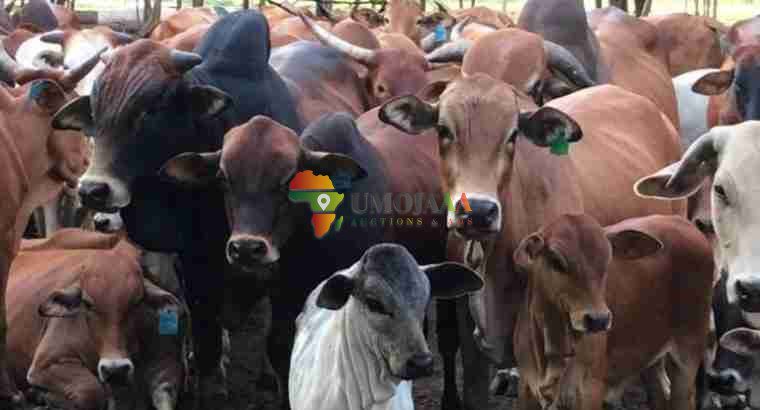 For sale -66 Hectares Farm In Chisamba