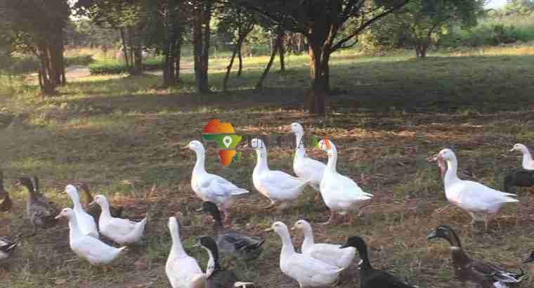 For sale -66 Hectares Farm In Chisamba