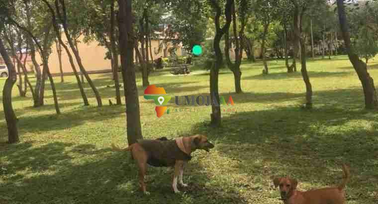 For sale -66 Hectares Farm In Chisamba