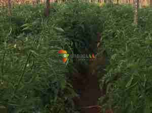For sale -66 Hectares Farm In Chisamba