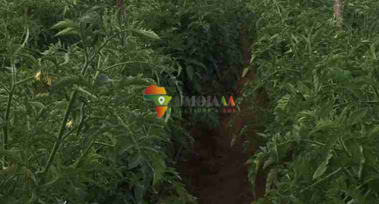 For sale -66 Hectares Farm In Chisamba