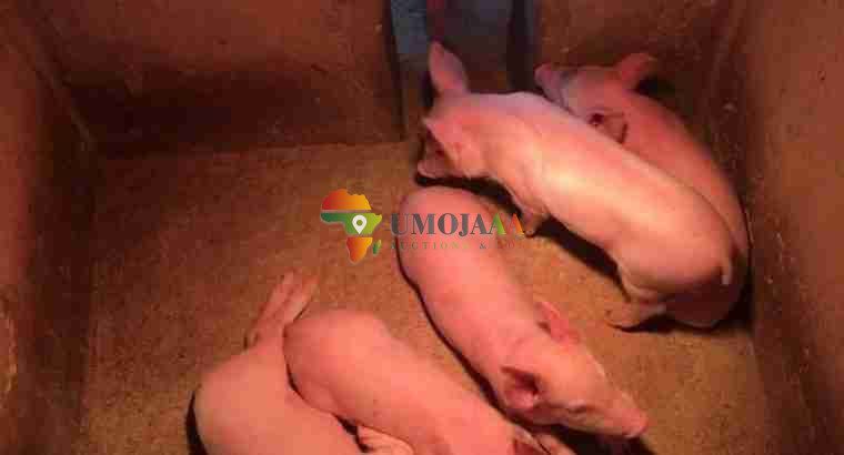 For sale -66 Hectares Farm In Chisamba