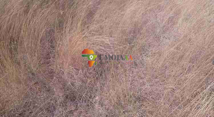 222 Ha Farm for sale in Chisamba, Zambia