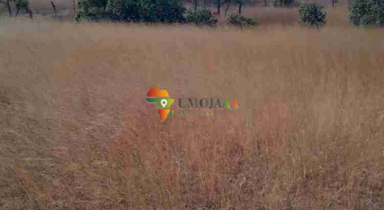 222 Ha Farm for sale in Chisamba, Zambia