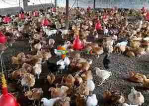 POULTRY FARM FOR SALE IN CHONGWE, LUSAKA