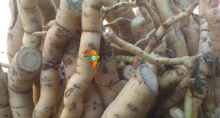 Male genitals enlargement pills, oils, creams and herbal medicines