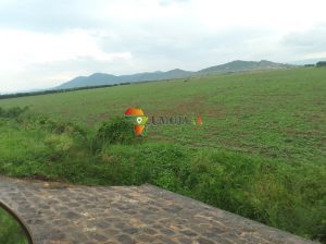 76 Ha, Agricultural Land for sale in Bujumbura, Burundi