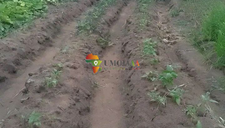 15 Ha FARM FOR RENT IN CHOMA