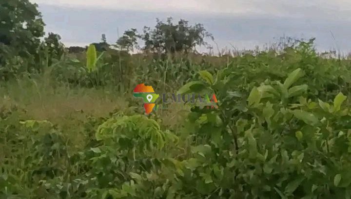 15 Ha FARM FOR RENT IN CHOMA