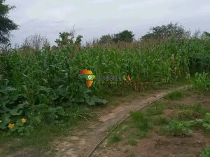 15 Ha FARM FOR RENT IN CHOMA