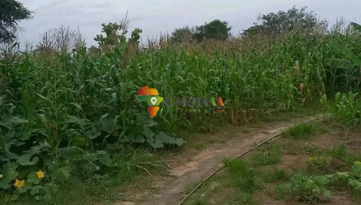 15 Ha FARM FOR RENT IN CHOMA