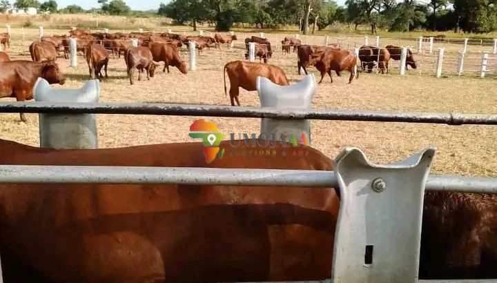 ROADFRONTAGE COMMERCIAL RANCH FOR SALE IN MAZABUKA
