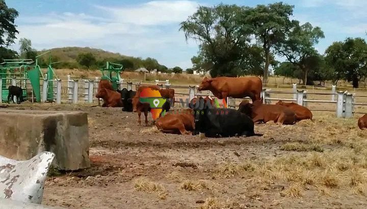 ROADFRONTAGE COMMERCIAL RANCH FOR SALE IN MAZABUKA