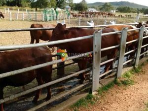ROADFRONTAGE COMMERCIAL RANCH FOR SALE IN MAZABUKA