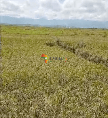 Plot/Land for sale in Gihanga, Gihungwe Burundi