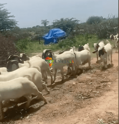 Land for a livestock business for sale in Mkuranga, Dar