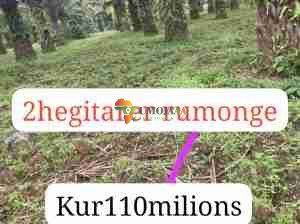 A farm including Palm trees for sale in Rumonge, Burundi