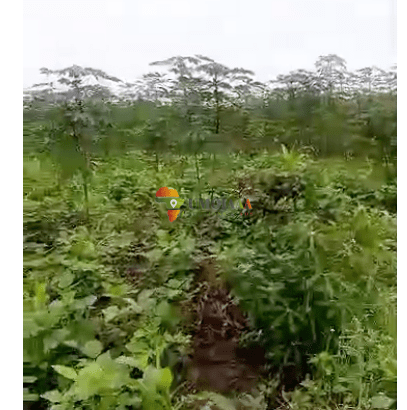 2 x Hectares Arable land or farm for sale in Gihanga Burundi