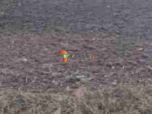 2 Ha plot for sale in Gihanga TR10, Burundi