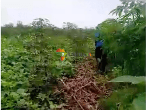 2 x Hectares Arable land or farm for sale in Gihanga Burundi
